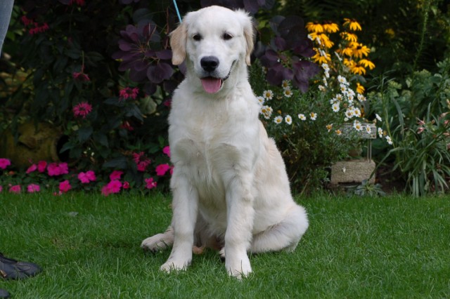 Lola